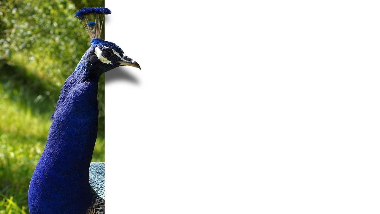 Portal
