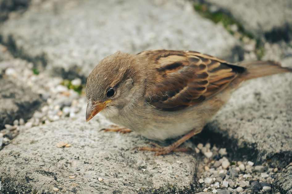 BOLA