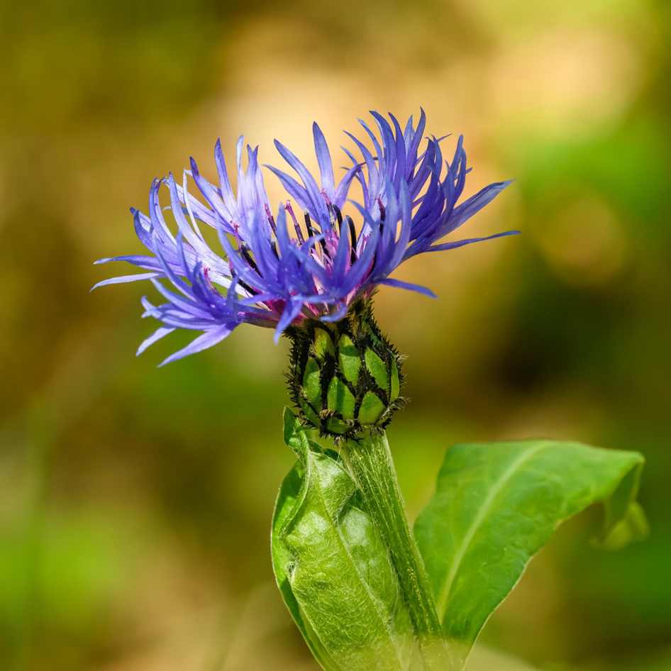 Blue Phamton
